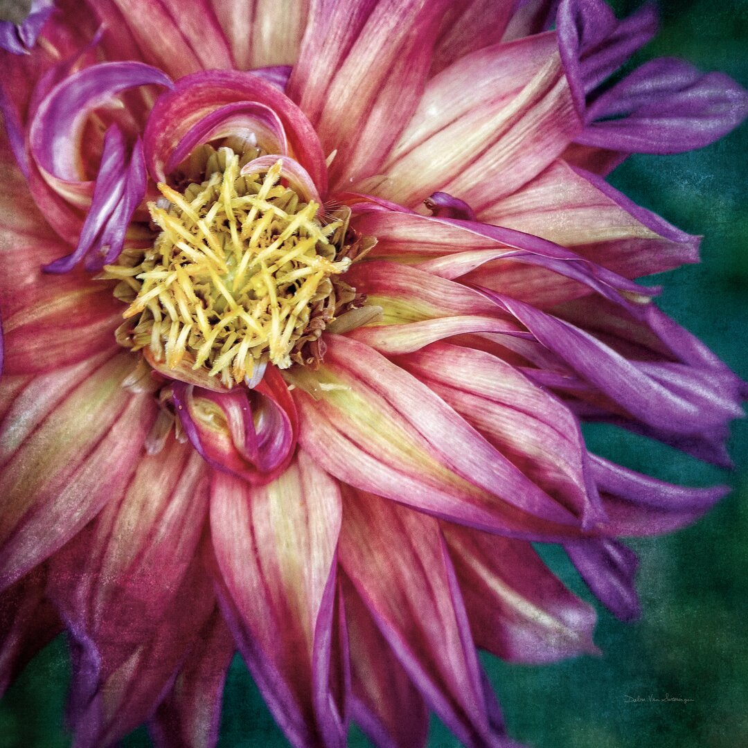 Leinwandbild Dahlia I von Debra Van Swearingen