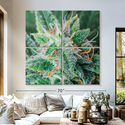 Cannabis Trichomes And Pistils
