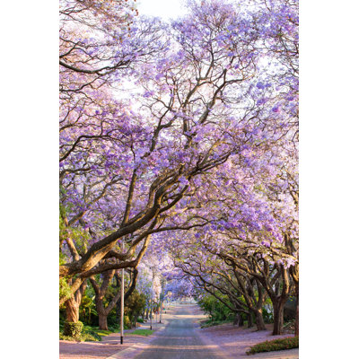 Jacaranda Trees by Andreveen - Wrapped Canvas Print