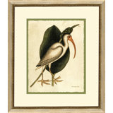 Catesbys White Cerlew Print