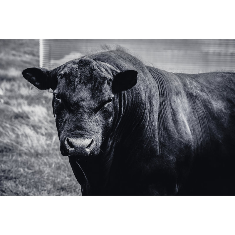 Black Angus Bull by Debibishop - Wrapped Canvas Print, 20cm H x 30cm W x 3.8cm D
