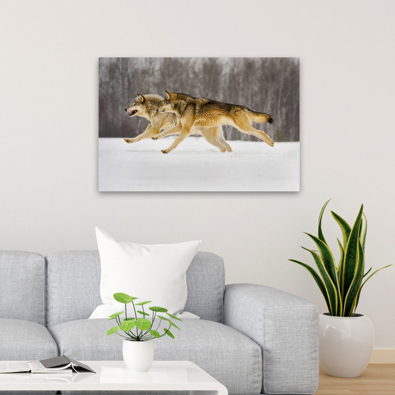 La course - Photographie, animaux, faune, neige, art, H 36 po x l 24 po
