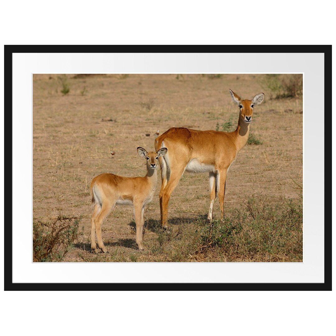 Gerahmtes Poster Gazelle With Cub