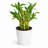 2-Layer Lucky Bamboo Plant