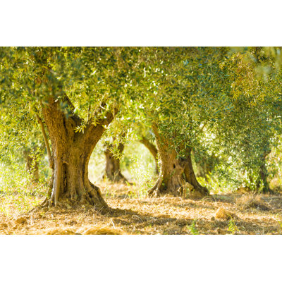 Olive trees in olive grove