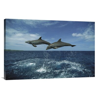 Honduras 'Bottlenose Dolphin Pair Leaping' - Wrapped Canvas Photograph Print -  East Urban Home, NNAI3536 39914380