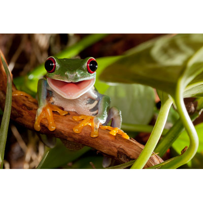 «Red Eye Tree Frog assis sur la branche et souriant» par Linas Toleikis - photographie sur toile tendue