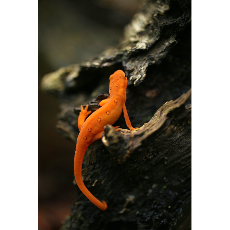 Juvenile Eastern (Red-Spotted) by Popovaphoto - Wrapped Canvas Print, 30cm H x 20cm W