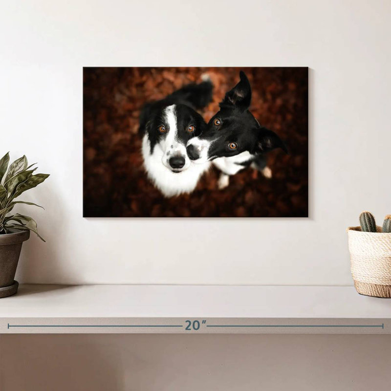 Brampt Adorable Border Collies, 8'' H x 12'' W