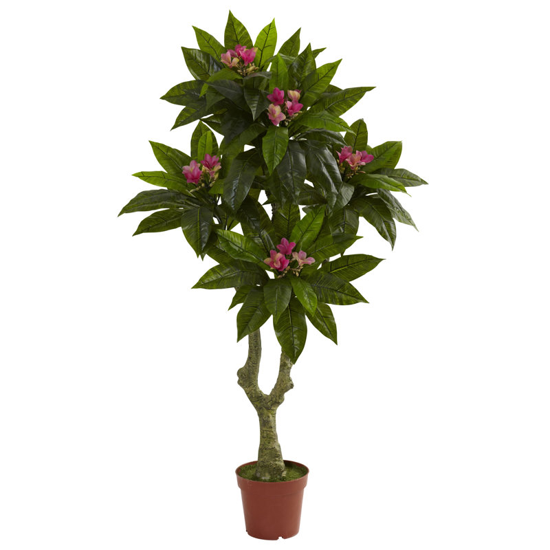 5ft. Plumeria Tree UV Resistant (Indoor/Outdoor)