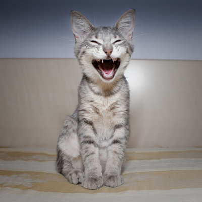 Happy Cat - Wrapped Canvas Print