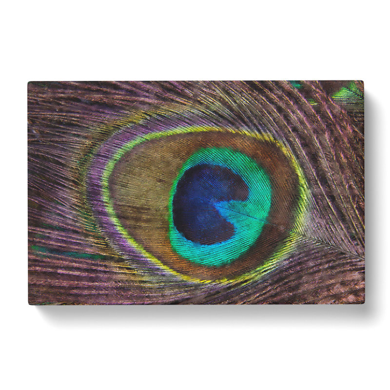 Peacock Feather - Wrapped Canvas, 35cm H x 50cm W x 3cm D
