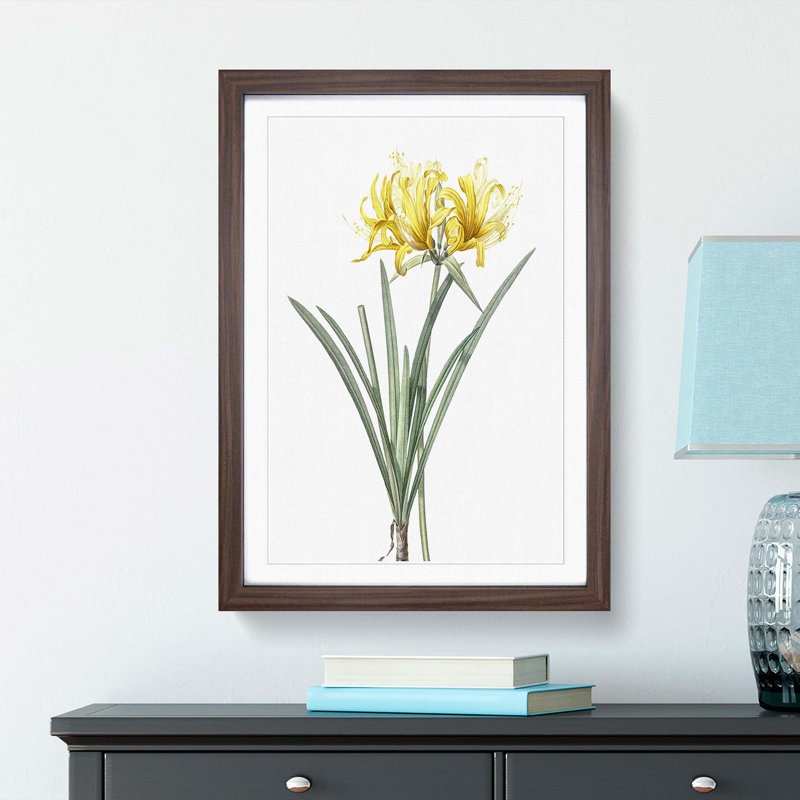 Golden Hurricane Lily by Pierre-Joseph Redoute - Picture Frame Painting Print, Walnut Framed, 65cm H x 48cm W x 2cm D