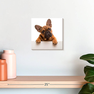 Bouledogue français Crowle Curious