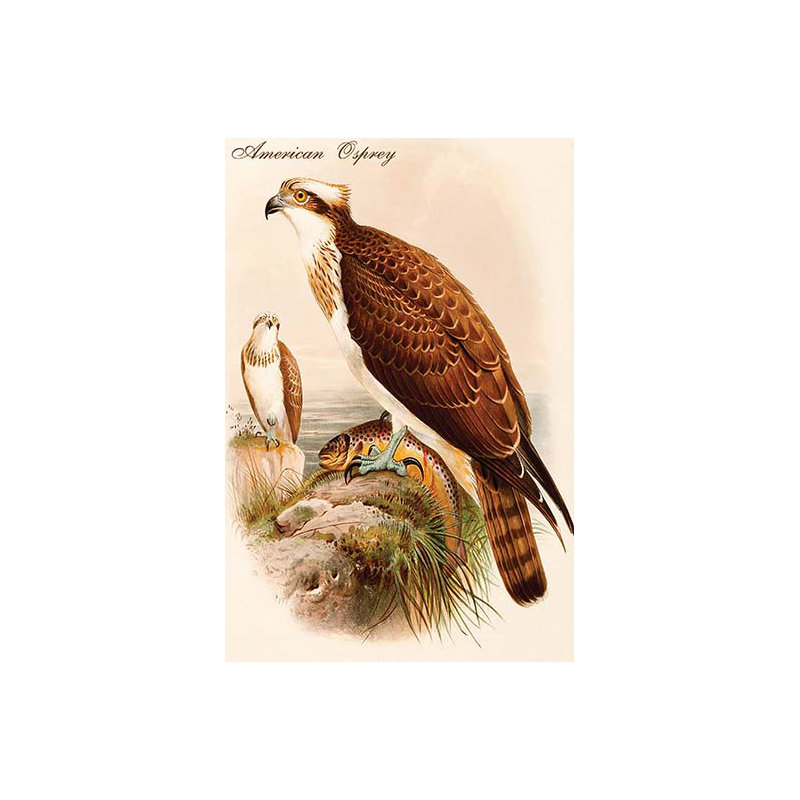 American osprey-impression d’art graphique, H 66 po x l 44 po x P 1,5 po