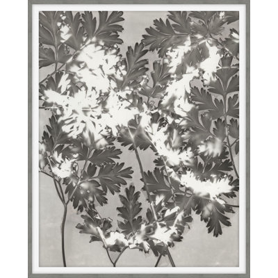 Plants & Flowers Print by Darrell Kincer