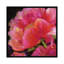 «Hot Pink», reproduction sur toile-29773713-74403978-74403982