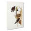 White Rumped Woodswallows by Elizabeth Gould - Wrapped Canvas-55305515