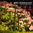 Black Solar Powered Integrated LED Accent Pack