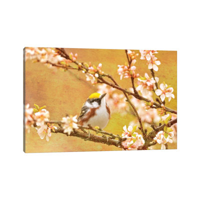 Canada. Chestnut-sided Warbler Bird In Tree. by Jaynes Gallery - Wrapped Canvas Gallery-Wrapped Canvas Giclée