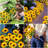 Solar Powered Integrated LED Metal Pathway Light Pack