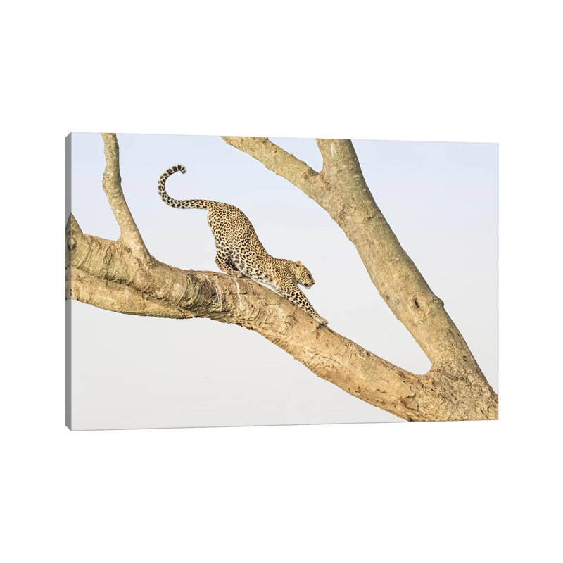 Africa, Kenya, Maasai Mara National Reserve. Leopard Stretching In Tree by Jaynes Gallery - Wrapped Canvas Print