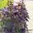 Primrue Live Foliage Plant