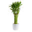 Bamboo Plant in Planter