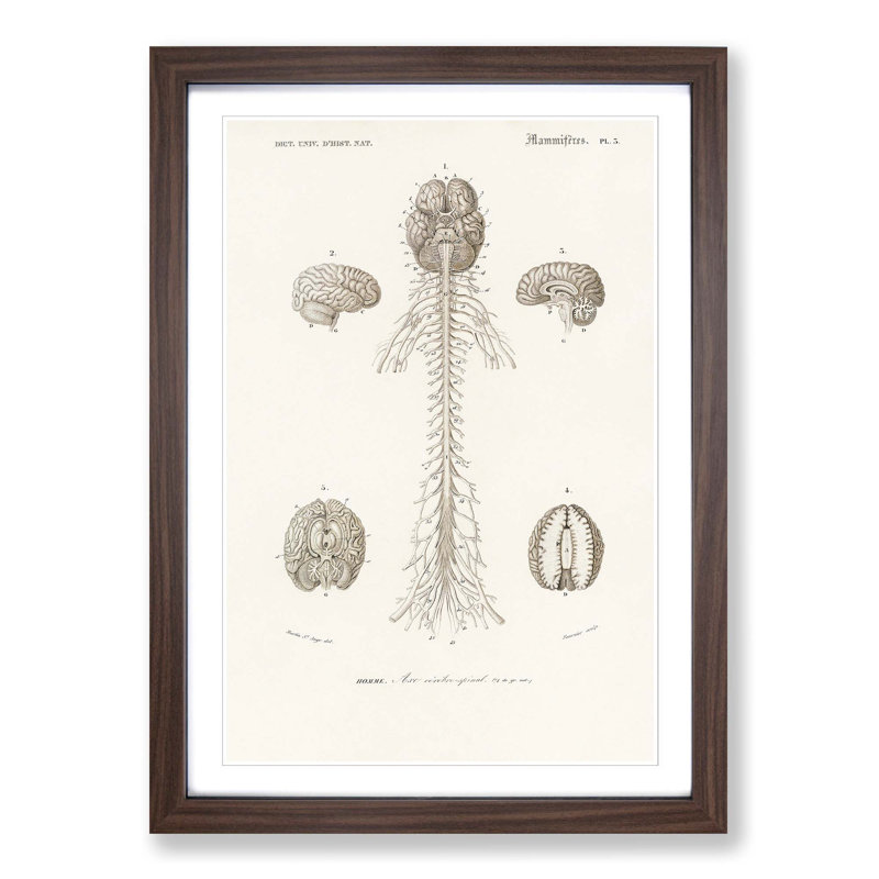 Human Brain Illustration by Charles d'Orbigny - Picture Frame Drawing Print, 65cm H x 48cm W x 2cm D, Walnut Framed