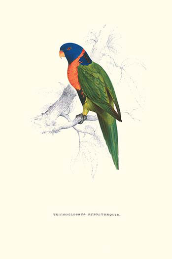 « écarlate-collerd perruche-trichoglossus rubritorquis » par edward out, reproduction d’art