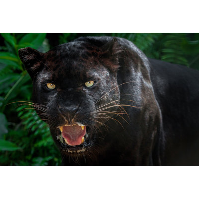 Beautiful Black Panther Picture by Apple2499 - Wrapped Canvas Print
