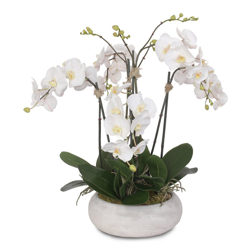 Two Tone White Silk Phalaenopsis Orchids With Reindeer Moss And Bamboo Pole In Stone Wash Round Pot