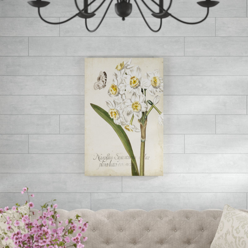 Narcissus Botanique II - Graphic Art Print, 91cm H x 61cm W, Wrapped Canvas
