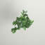Arbre en pot de caoutchouc
