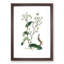 Wild Lettuce Illustration - Framed Print-55612404-55612403