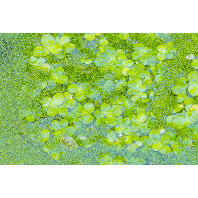 Anjelah Wolffia Globosa - Wrapped Canvas Print