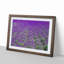 Field of Lavender - Picture Frame Graphic Art Print on MDF-55731479-55731480