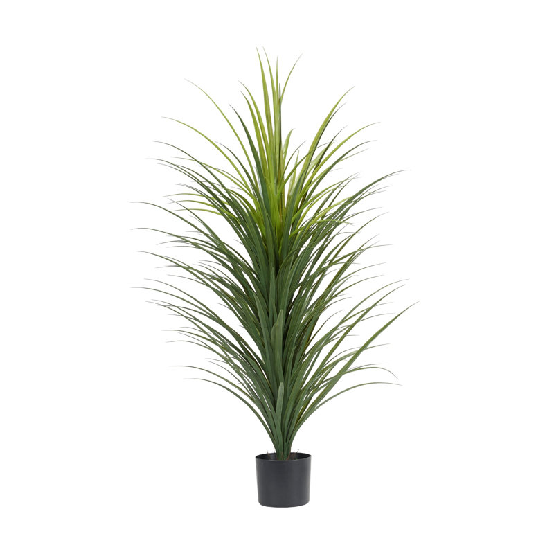 47" Panicum Grass in Nursery Pot