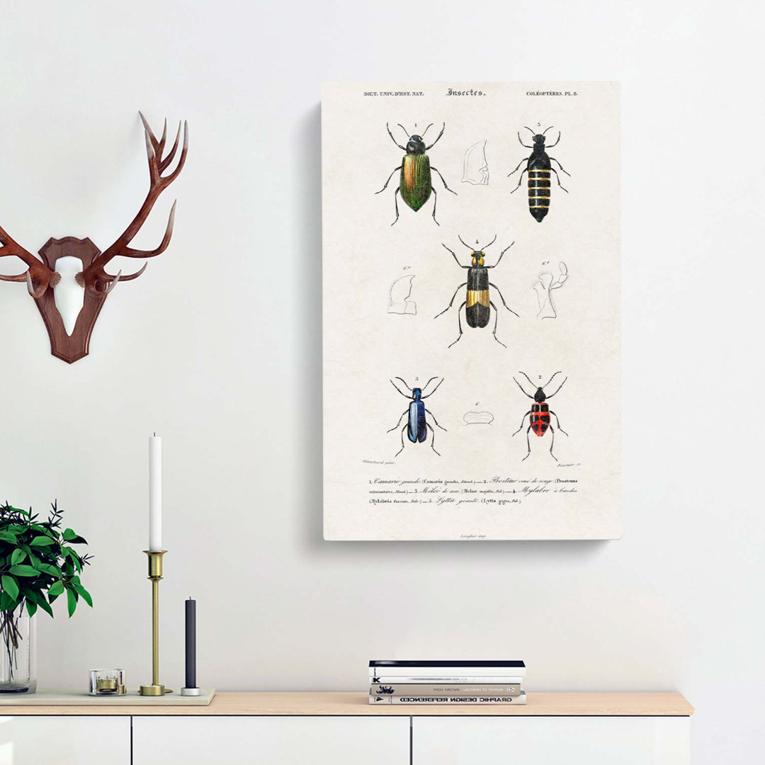Beetle Illustrations PL. 8 by Charles D Orbigny - Wrapped Canvas