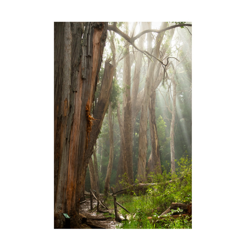 Eucalyptus Forest Landscape Canvas Print in Brown and Green
