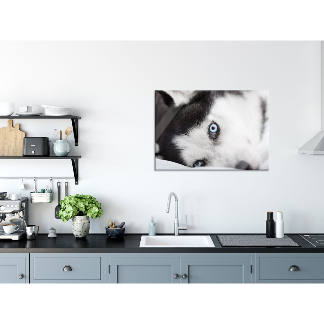 Glasbild Husky mit eisblauen Augen im Bett