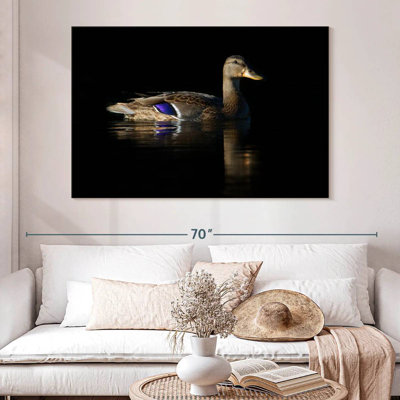 Brampt Swimming Mallard Duck