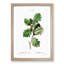 Oak Tree by Pierre-Joseph Redoute - Picture Frame Painting Print-55576960-55576965
