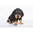 Dachshund Puppy Statue