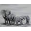 «Elephant Parade» par Ed Capeau - reproduction d'art sur toile-1130928139