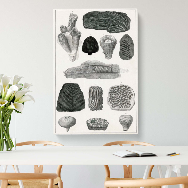 Collection of Fossils by Oliver Goldsmith - Wrapped Canvas Drawing - Wrapped Canvas, 50cm H x 35cm W x 3cm D