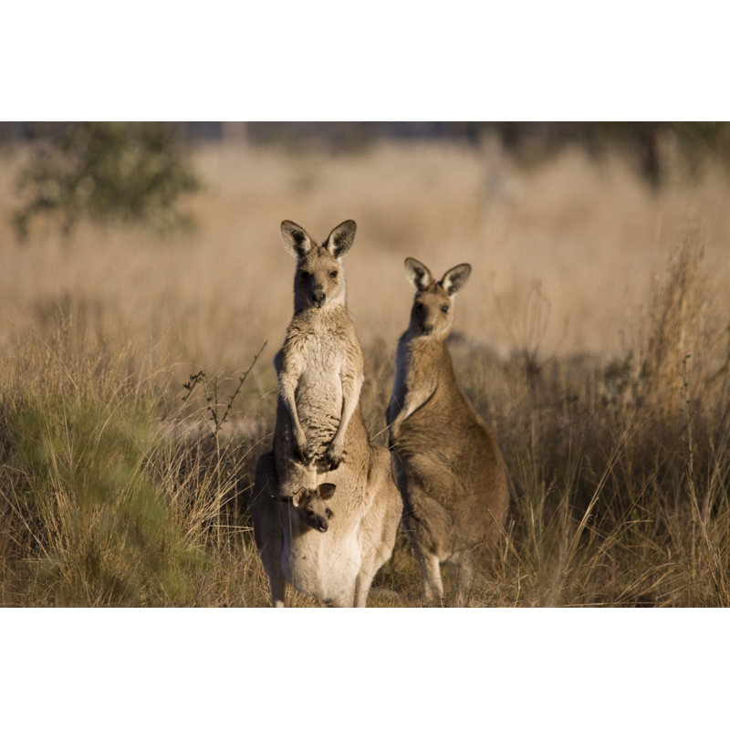 Kangaroos with Joey par Djdavis - Photographie sur toile tendue, L 30 po x H 20 po