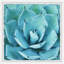 Thriving Succulent - Single Picture Frame Painting-277584997