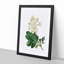 Oakleaf Hydrangea by Pierre-Joseph Redoute - Picture Frame Painting Print-55576946-55576942