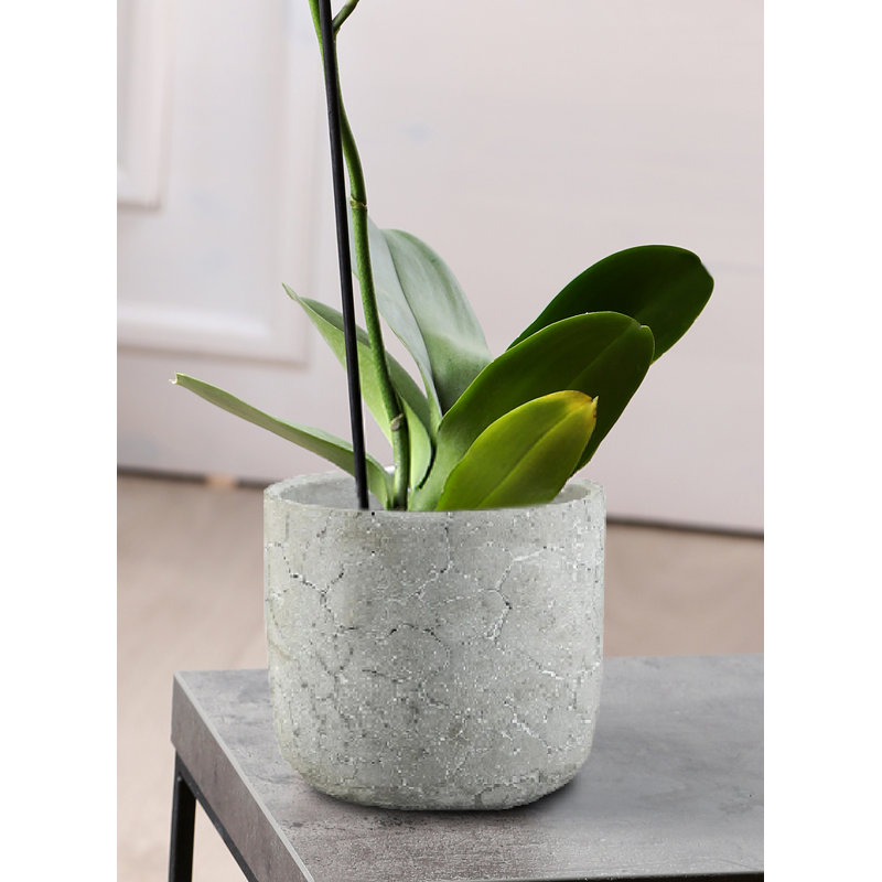  Vase en ciment Cracklestone Rustic